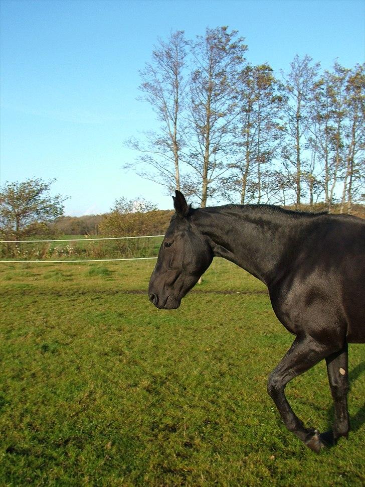 Anden særlig race Uzuri billede 9