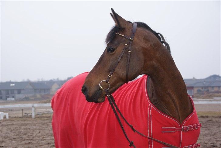 Dansk Varmblod Louis Vuitton (Leonardos) - Leo som en helt ny hest.. d. 13/03/2011 . billede 10