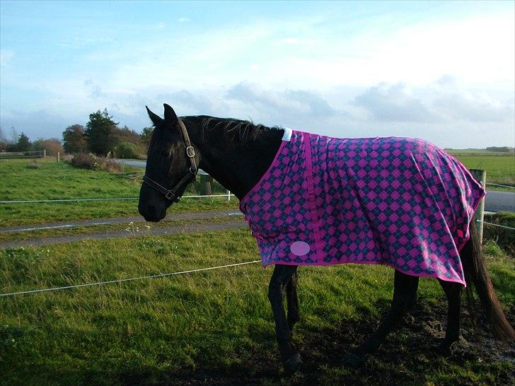 Anden særlig race Uzuri billede 10