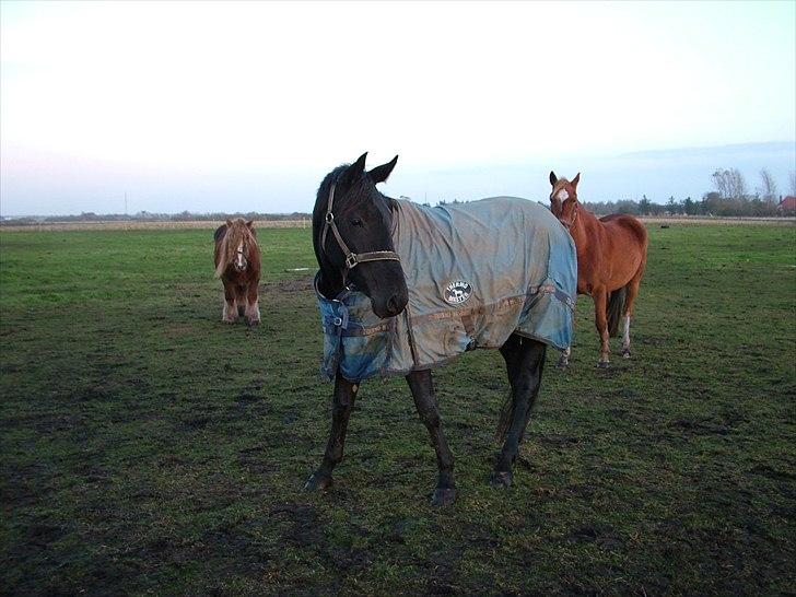 Anden særlig race Uzuri billede 11