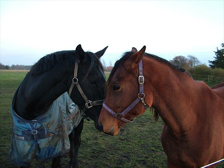 Anden særlig race Uzuri billede 12