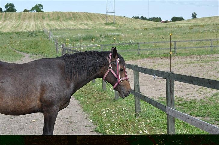 Welsh Partbred (Sec F) Skjaldsbjerg's Papaya R.I.P. billede 4