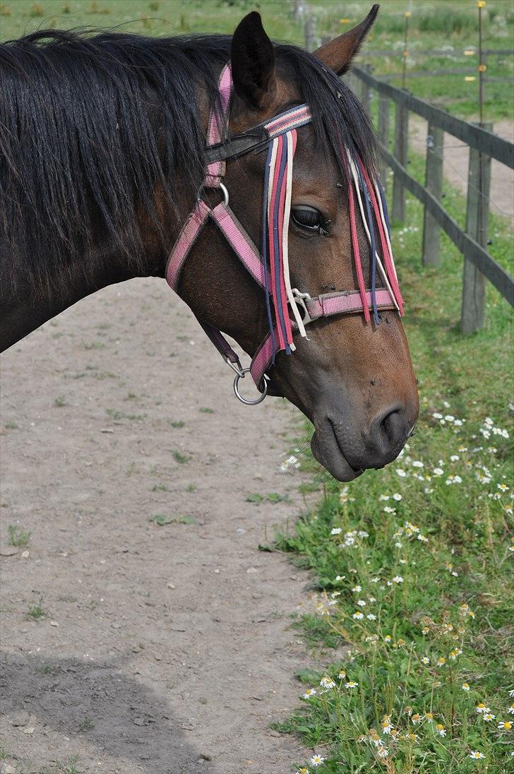 Welsh Partbred (Sec F) Skjaldsbjerg's Papaya R.I.P. billede 2