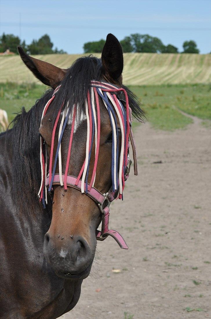 Welsh Partbred (Sec F) Skjaldsbjerg's Papaya R.I.P. billede 1
