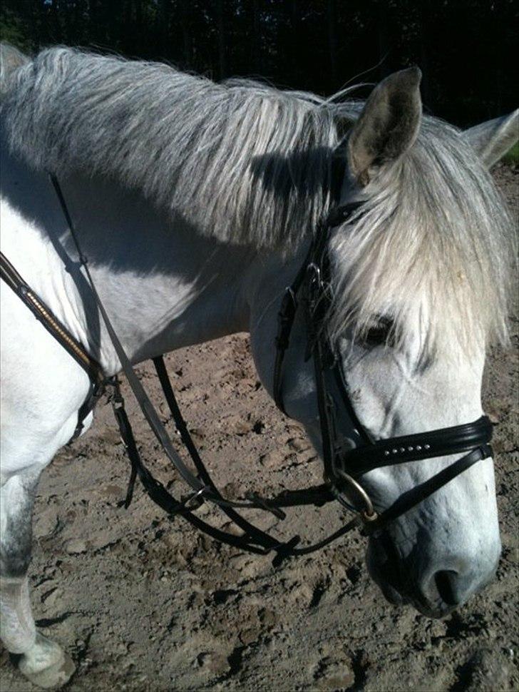 New Forest Rødtjørns Bellis *tidligere hest* - Bellis efter vi havde redet dressur, på BAR:) billede 14