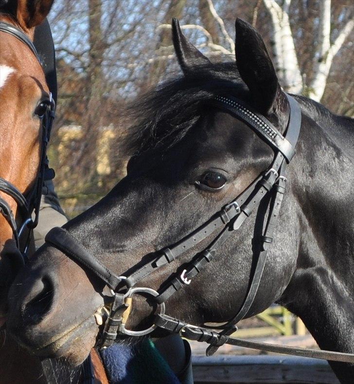 Anden særlig race Thorndals Alpha. - Min lille stjerne <3  billede 2