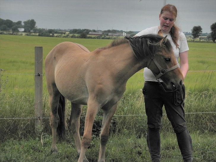 Anden særlig race Spirit billede 10