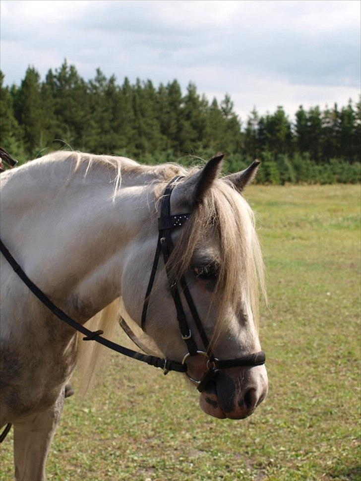 Anden særlig race Nørregårds Pocahontas (Solgt) billede 6