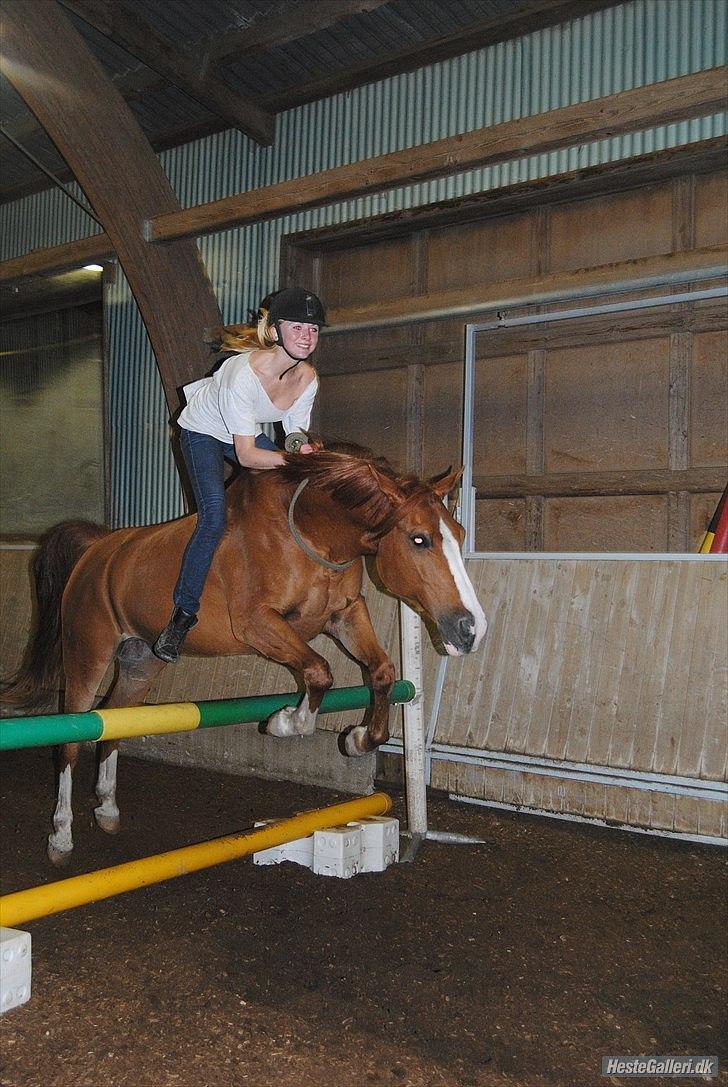 Anden særlig race Tots Ramik billede 17