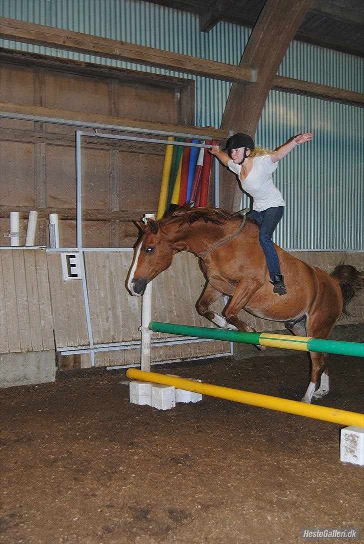 Anden særlig race Tots Ramik billede 18