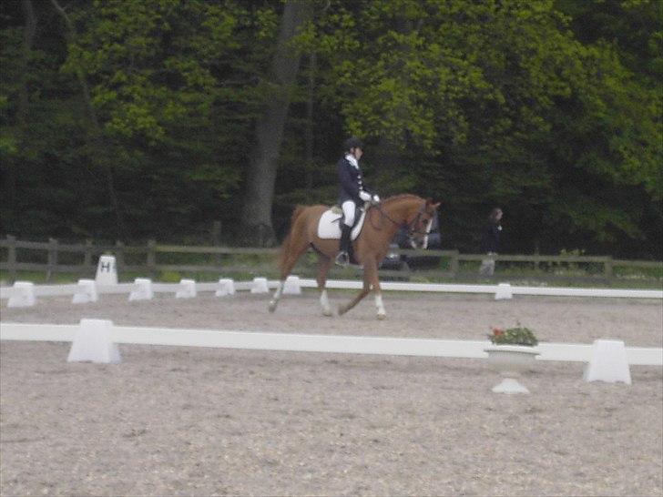 Anden særlig race Tots Ramik billede 19