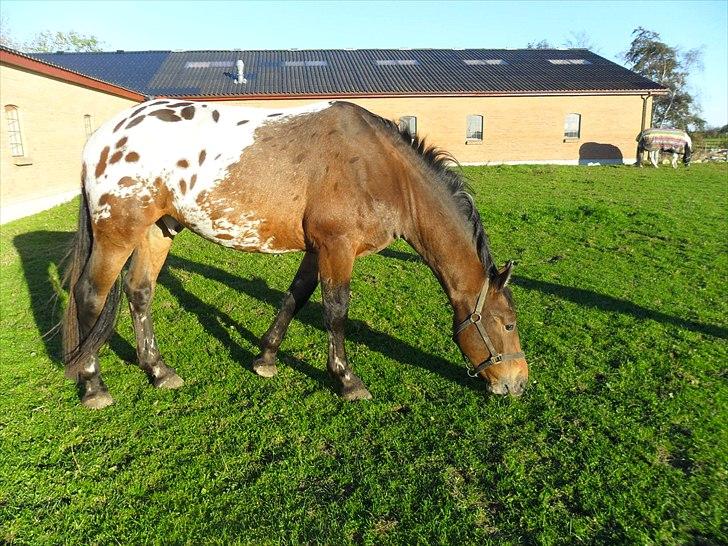 Anden særlig race Free Achak - Achak slapper af på folden billede 8