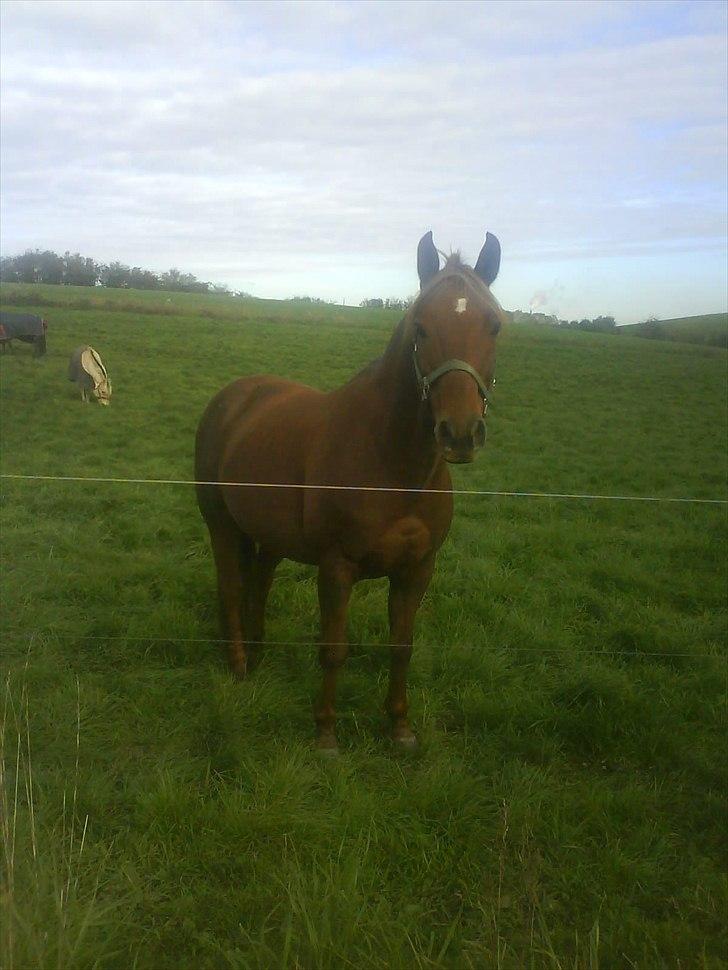 New Forest Vesterhedegårds Kir  billede 9