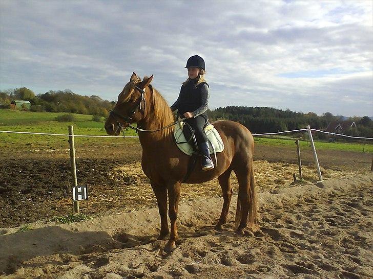 New Forest Vesterhedegårds Kir  billede 10