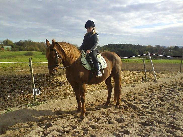 New Forest Vesterhedegårds Kir  billede 11