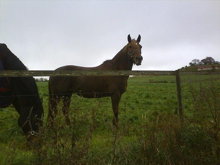 New Forest Vesterhedegårds Kir  billede 12