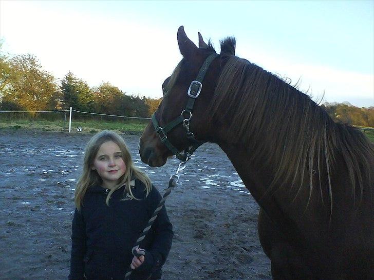 New Forest Vesterhedegårds Kir  billede 13