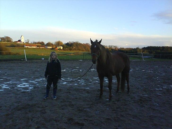 New Forest Vesterhedegårds Kir  billede 14