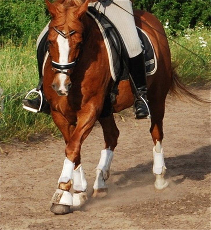 Anden særlig race Tarzan SOLGT - Foto: Trine Schmidt billede 8