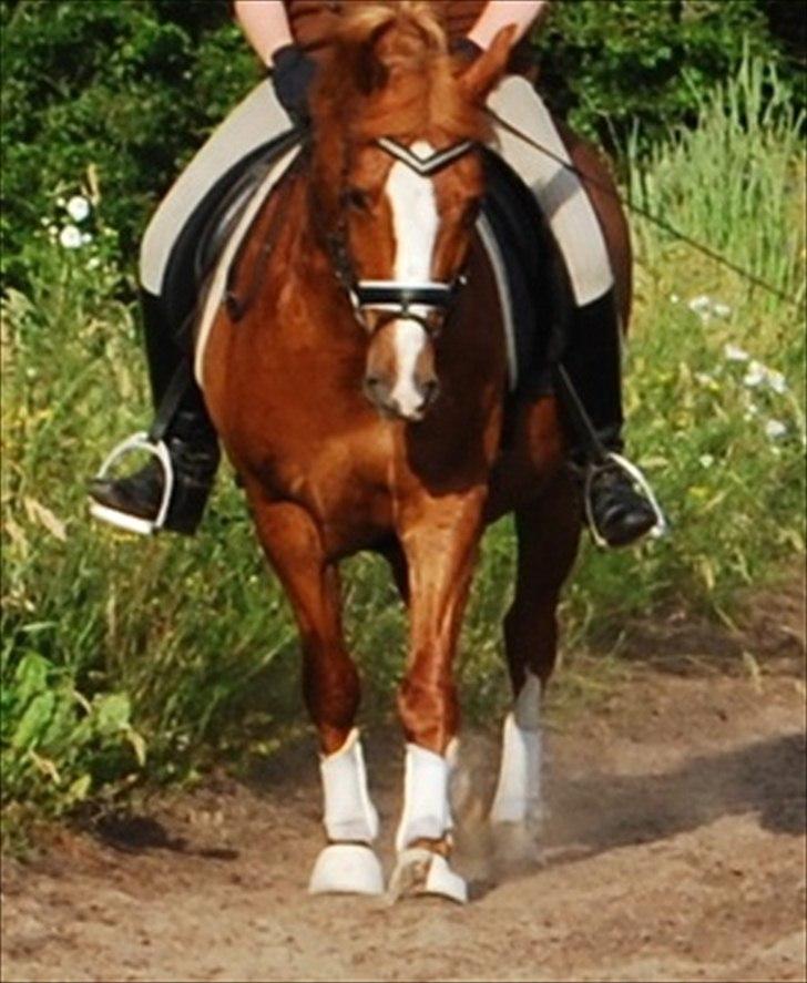 Anden særlig race Tarzan SOLGT - Foto: Trine Schmidt billede 10