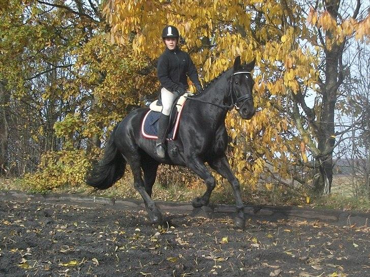 Dansk Varmblod N.O.H's Florina  - Florina i gallop :D billede 17