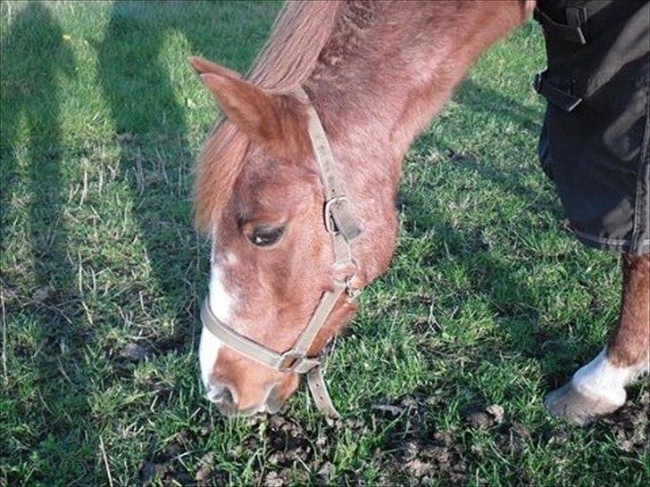 Anden særlig race  <3<3*Cille og Cathrine* (Stald solhøjgaard) <3 - cille spiser græs billede 7