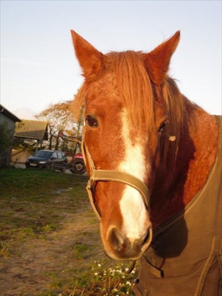 Anden særlig race  <3<3*Cille og Cathrine* (Stald solhøjgaard) <3 - Hun er den smukkeste hest i verden og vi elsker hinanden<<3<333 billede 11