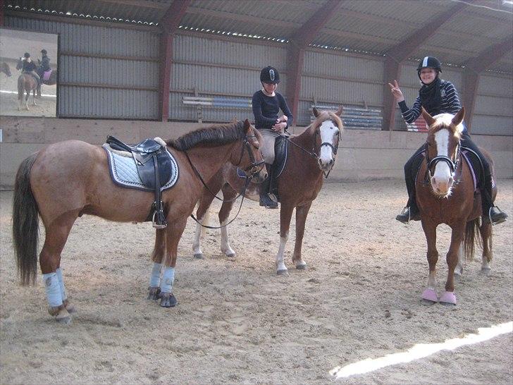 Anden særlig race Safi Rubin (SOLGT) billede 7