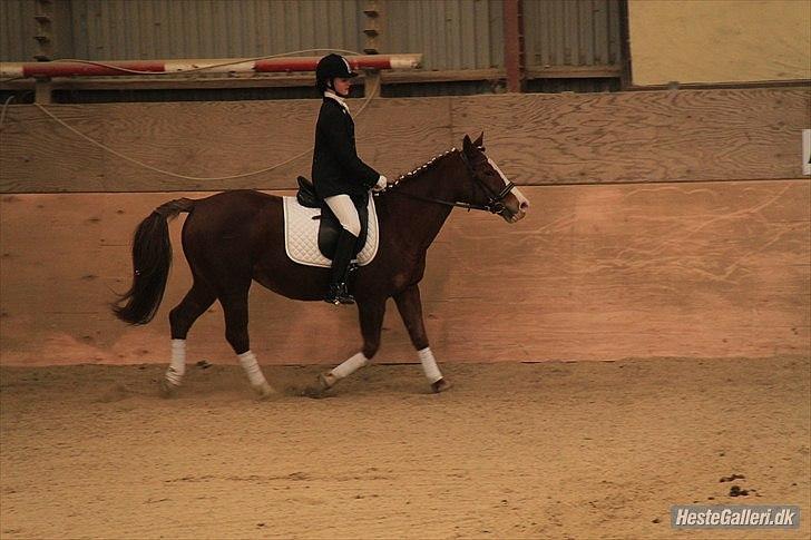 Anden særlig race Safi Rubin (SOLGT) - stævne billede 8