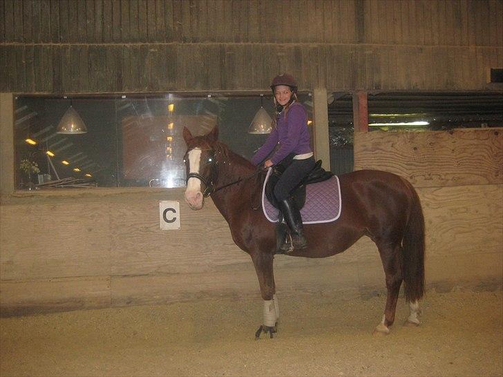 Anden særlig race Safi Rubin (SOLGT) billede 9