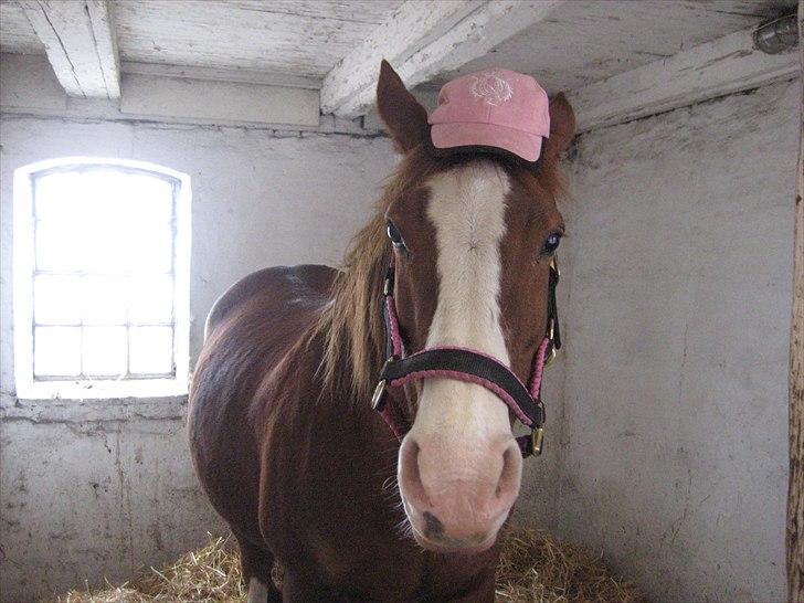 Anden særlig race Safi Rubin (SOLGT) - hvad griner du af? billede 10