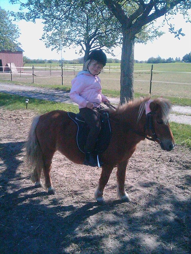 Shetlænder Lotta billede 3