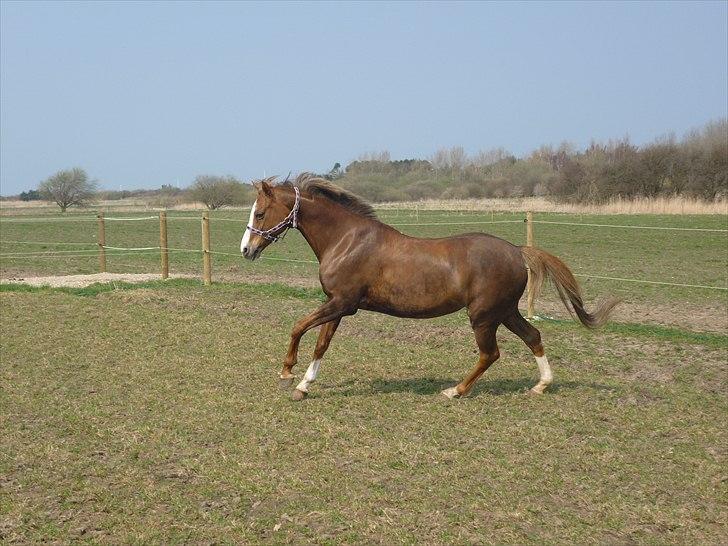 Welsh Pony (sec B) Turfhorst Pleasure<3! R.I.P min bedste ven!<3 - Billede 2: Pleasure galloppere på folden;)<3 (forår 2011) ;)<3!
- Duser lyset og ved, at lyset er værd at kæmpe for!<3 billede 2