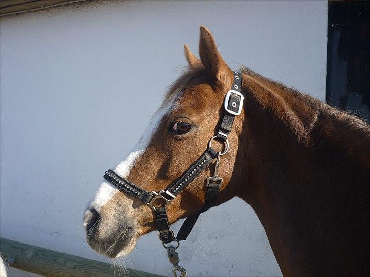 Welsh Pony (sec B) Turfhorst Pleasure<3! R.I.P min bedste ven!<3 - Billede 14: Pleasure´s smukke hoved;)<3 (sommer 2011) ;)<3!
- Himlen har skyer, havet har bølger, Andrea har Kaj, og jeg har dig!<3 billede 14