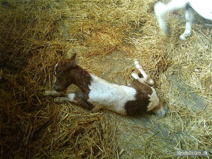 Shetlænder Coco<3 - ca. 30 min. efter fødsel<3 billede 2