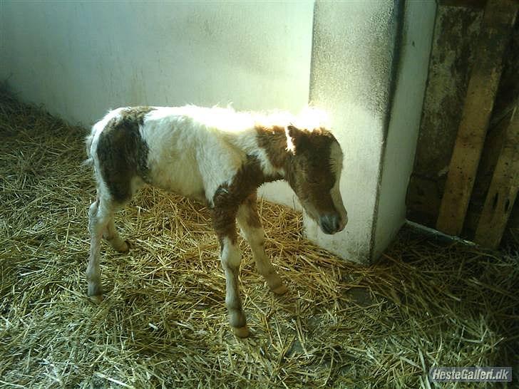 Shetlænder Coco<3 - Et af de første stå forsøg<3 billede 3