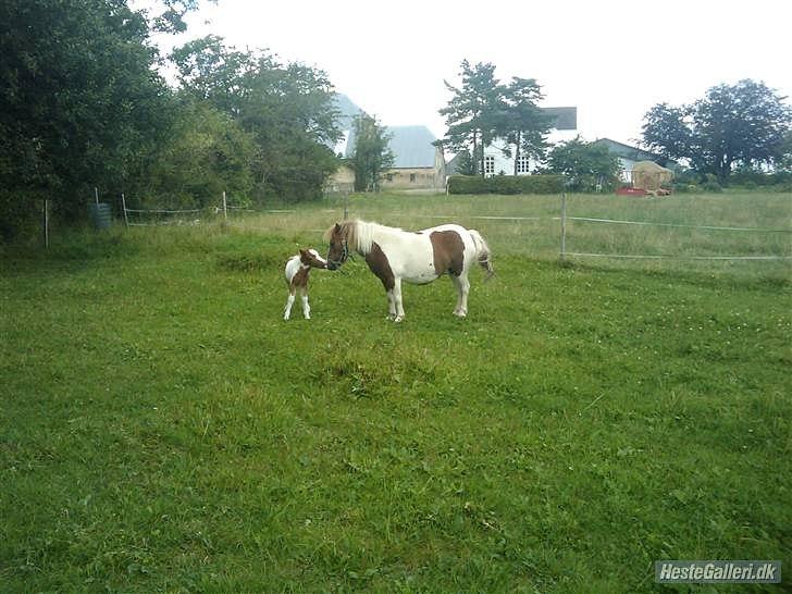 Shetlænder Coco<3 - En af de første gange på fold<3 billede 4