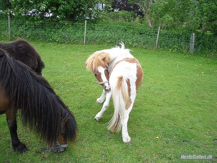 Shetlænder Coco<3 - Her er han 1 år<3 billede 5