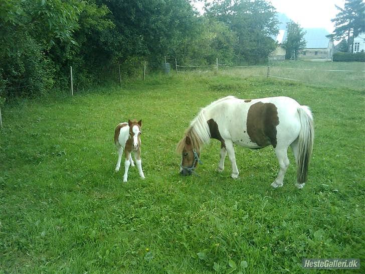 Shetlænder Coco<3 billede 6
