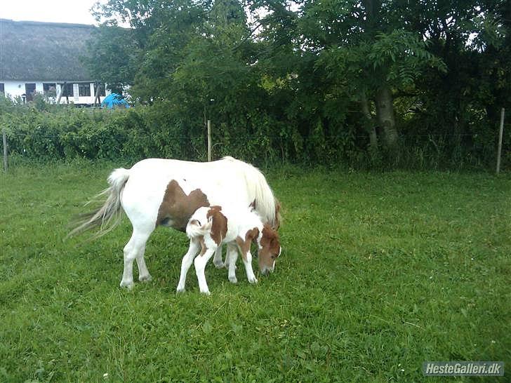 Shetlænder Coco<3 billede 7