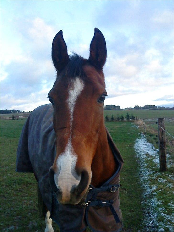 Arabisk fuldblod (OX) Emma OX billede 11