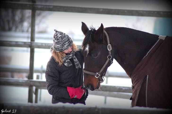 Holstener Galant - Love is all you can whipes into my ears! <3 Foto: Louise TAK! billede 17