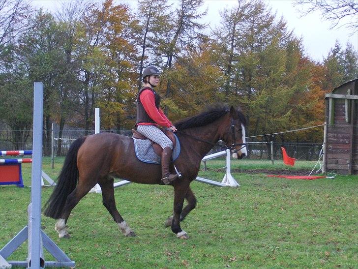 Irsk Sportspony Mr. Nicknack - STJERNEN - Sabrina og Mr. Nicknack 29. oktober 2010 billede 1