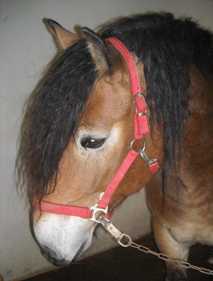 Nordsvensk Skovhest Bellotino billede 2