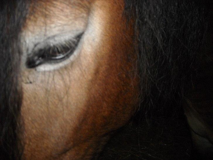 Nordsvensk Skovhest Bellotino - Close up, læg mærke til de smukke to-farvede øjenvipper. billede 3