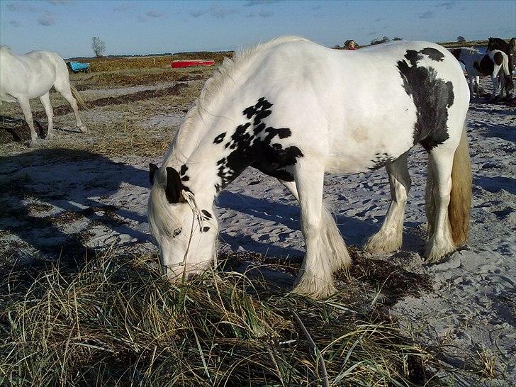 Tinker Nikitta <3 - Ridelejr i 2009 
-paradisgaarden..
nede på stranden og hygge <3 billede 4