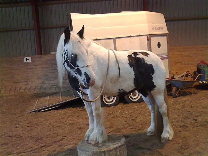 Tinker Nikitta <3 - ride lejr i 2009 på paradisgaarden.
vi trænder <3 billede 5