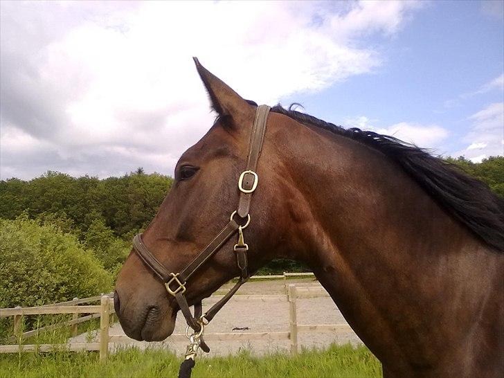 Oldenborg Højgaards Santos billede 1