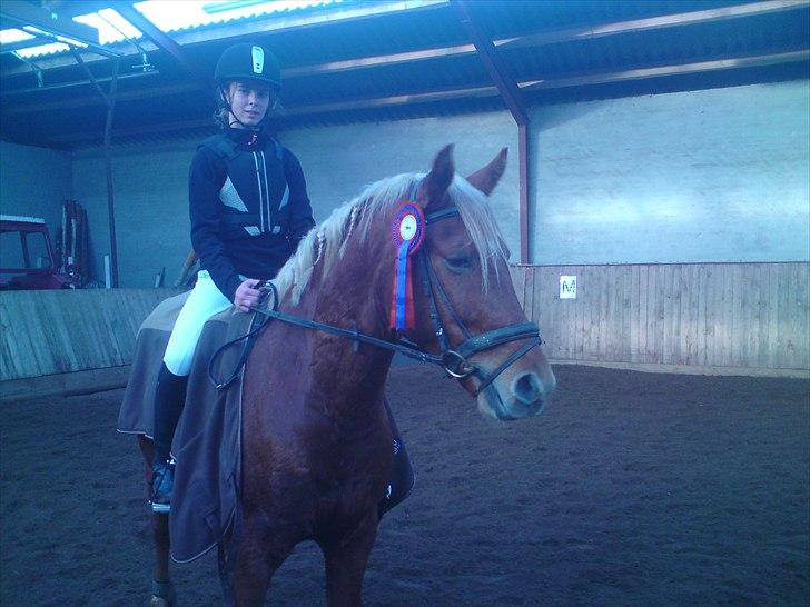 Anden særlig race Diablo (solgt)  - stævne (: 29 okt. samme dag, som jeg havde fået ham, og vi gik hjem med 4 første pladser <3 stjerne pony! billede 6