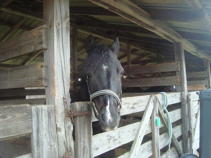 Anden særlig race BlackJack Er desvære i Heste Himlen - Odense Dyrskue 2010 billede 7